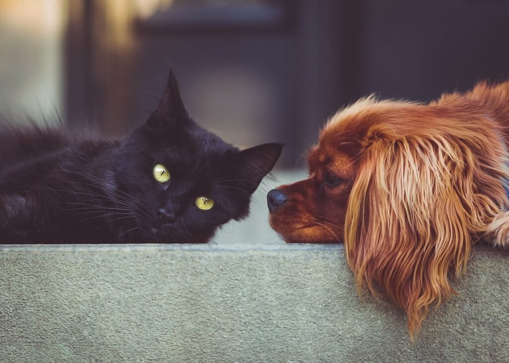 dog, nature, cat, pets, mammals, animals, friends, friendship, brown dog, pet, animal, black cat, domestic, domestic animals, portrait, friendship day