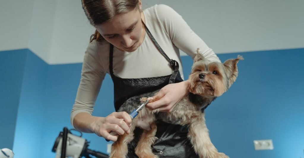 A female pet groomer trims a terrier dog's fur in an indoor grooming salon.